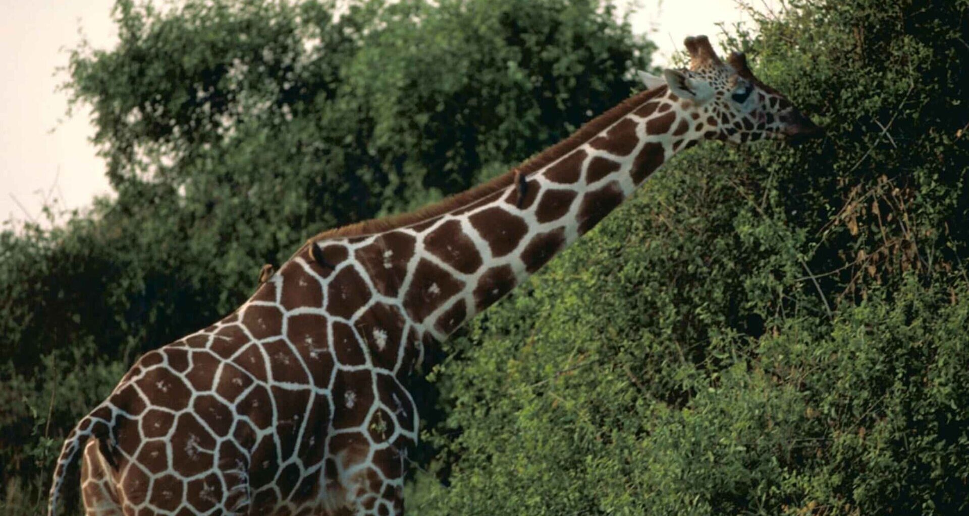 Exploring giraffe-human conflict in Kenya