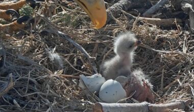 Big Bear bald eagles Jackie and Shadow welcome 2 eaglets on Easter weekend – San Bernardino Sun