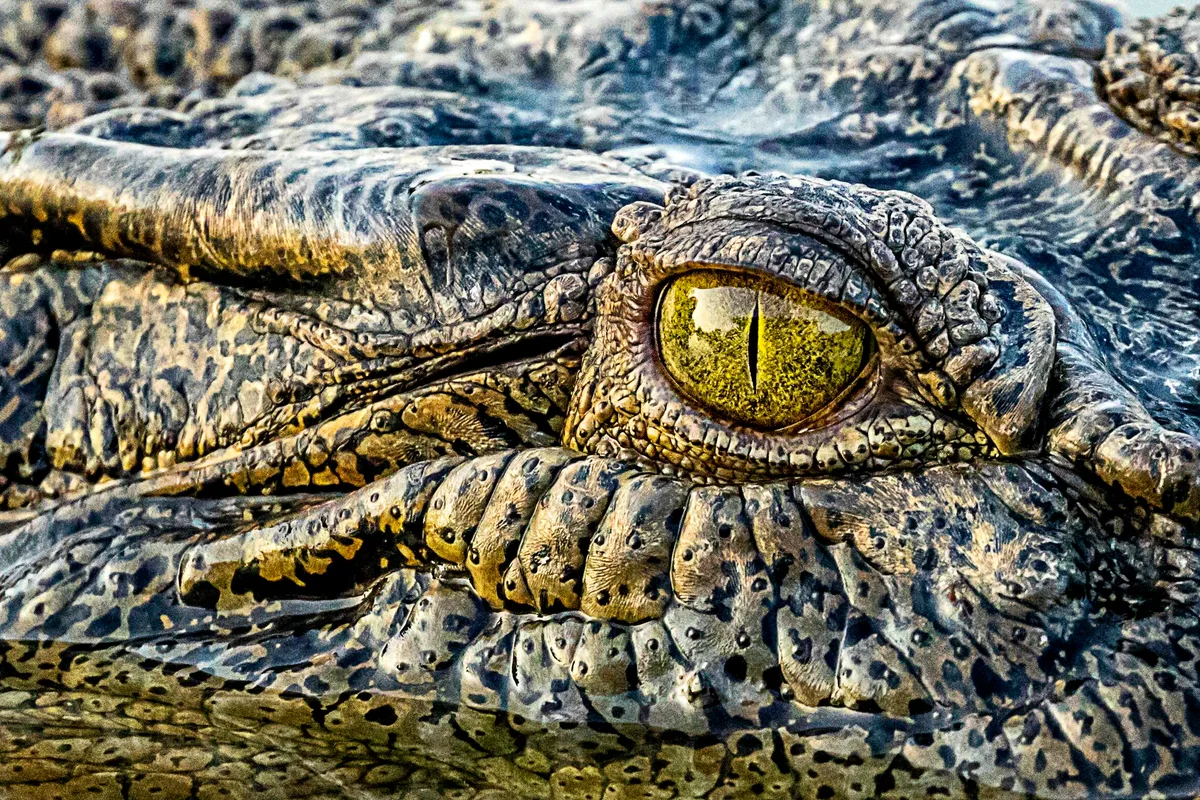 Saltwater crocodile