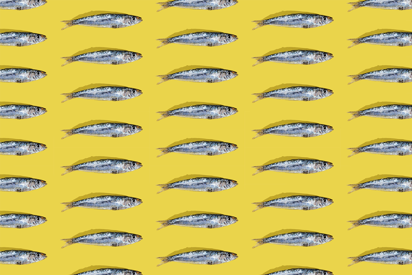 Sardines on a yellow background