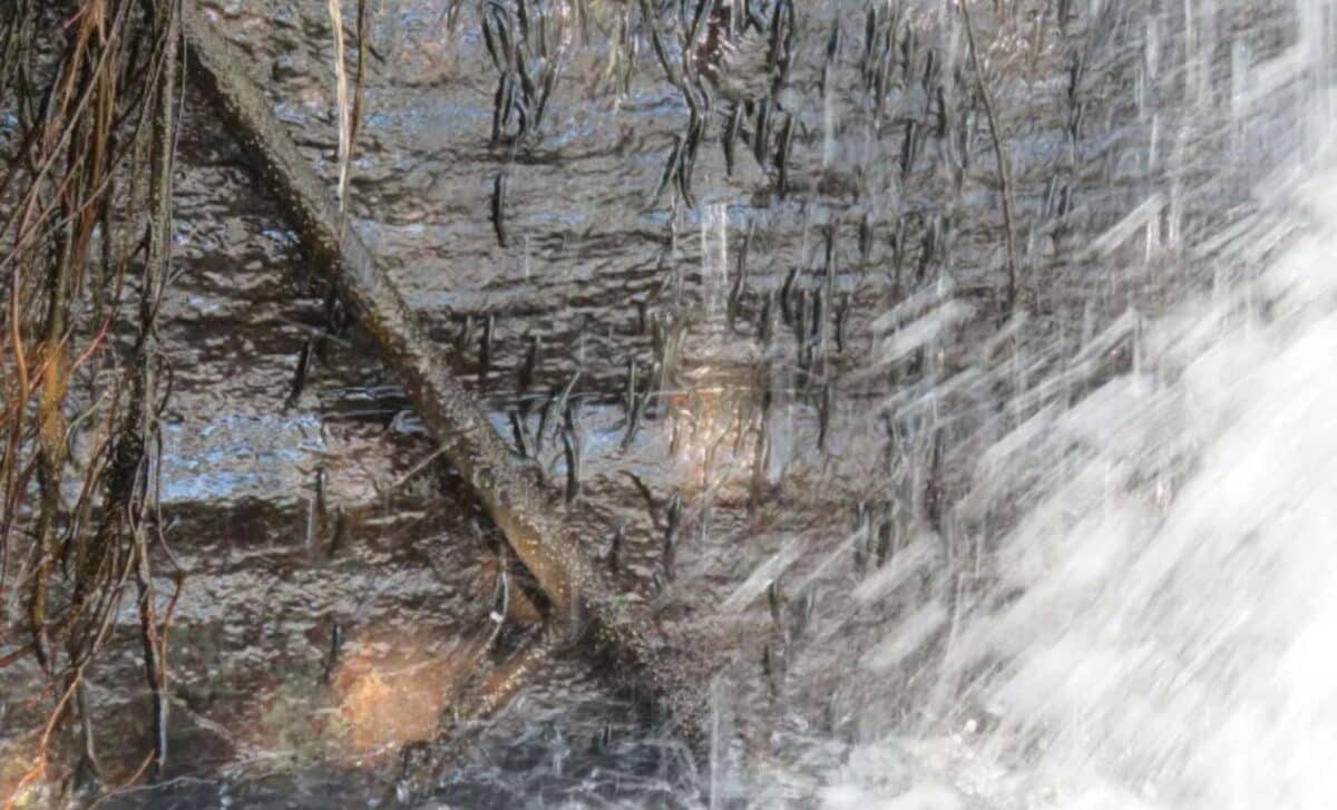 Scientists Capture Tiny Fish Climbing 15 Meter Waterfall In Just A Few Minutes