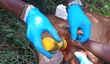 "She was found severely wounded with an arrow piercing right through her hind leg"