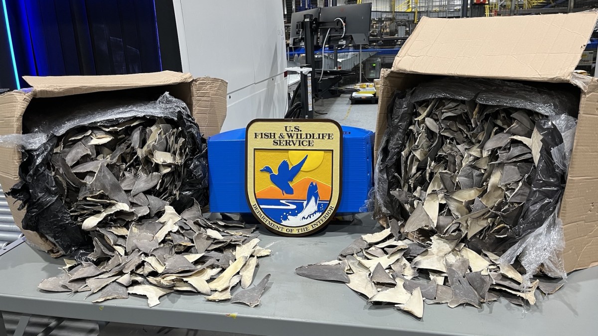 50,000 illegal shark fins found inside fake car part boxes