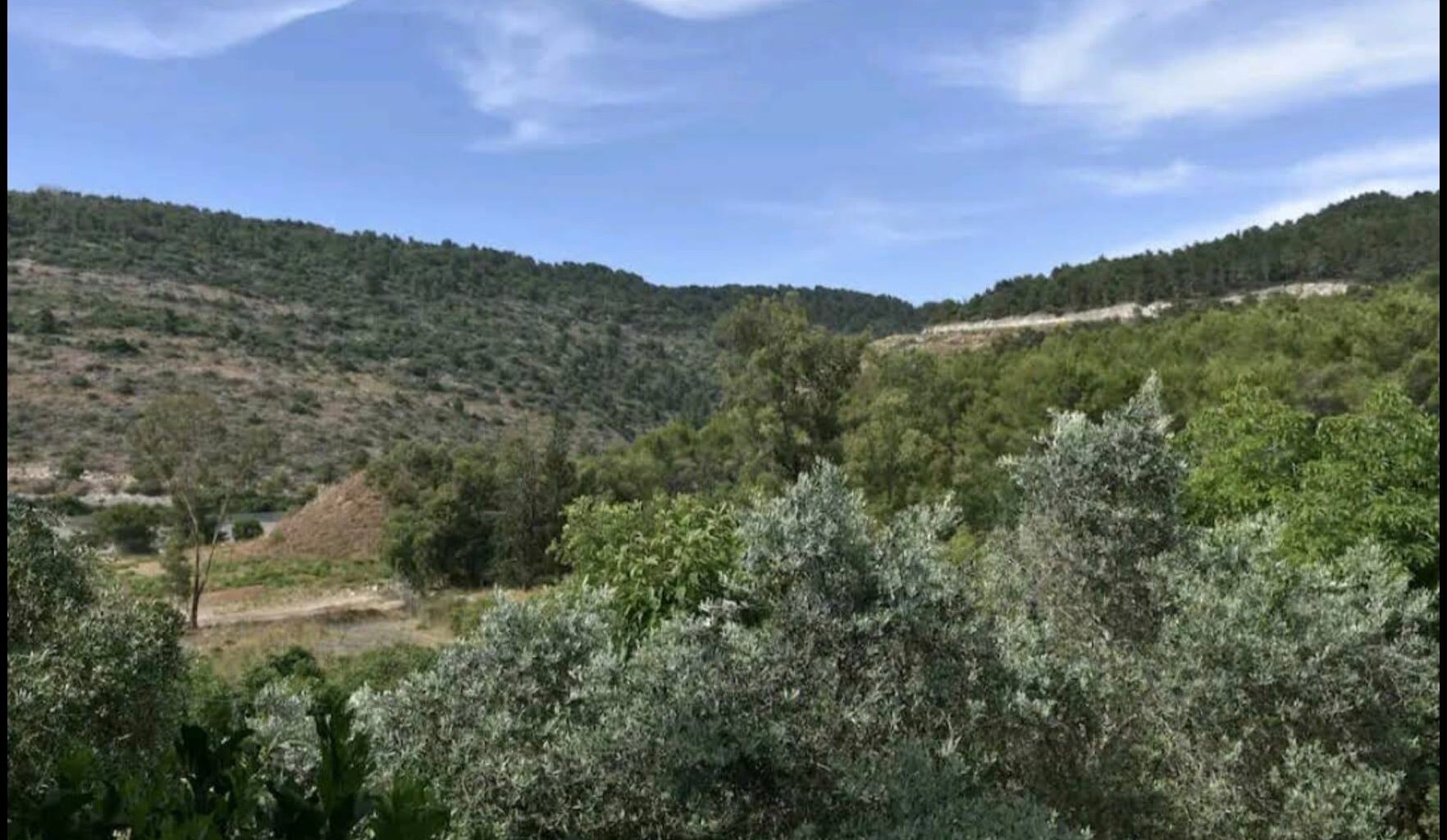 The Blogs: Tzvika from Shlomi: A tale of pizza and perseverance | Ruth Lieberman