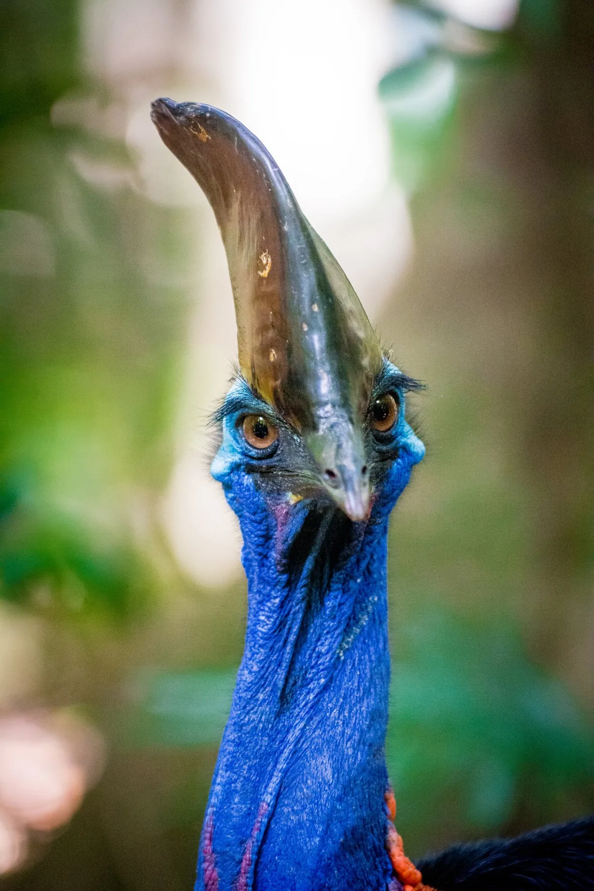 Southern cassowary