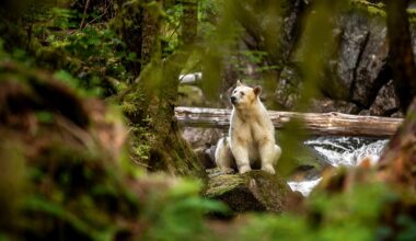Photographer's Journey Deep into Candian Rainforest to Find Rare Spirit Bear