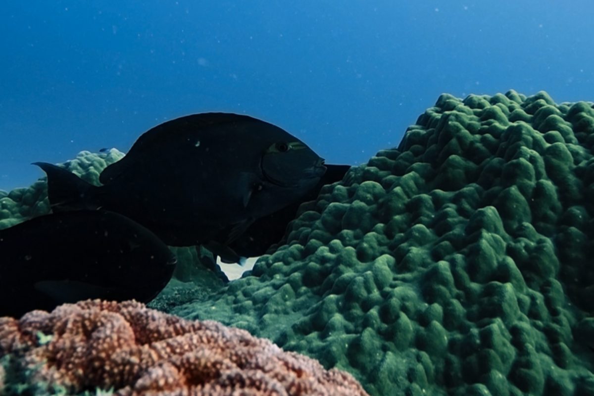 Surgeonfish