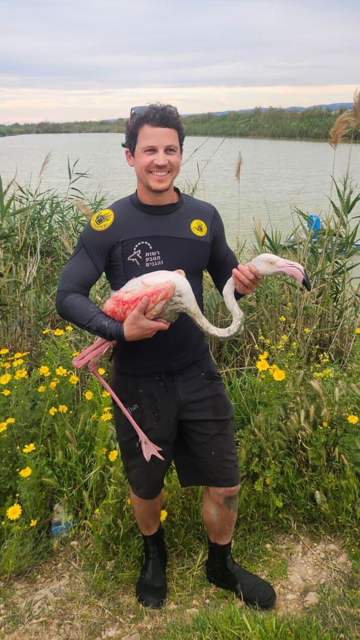 Rescuing the flamingo from a fishing pond (Photo: Ilya Baskin/Israel Nature and Parks Authority) Shay Kabesa rescues the flamingo from a fishing pond