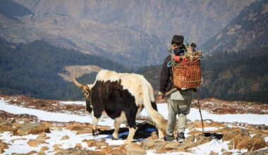 Man and yak walking in Himalayas
