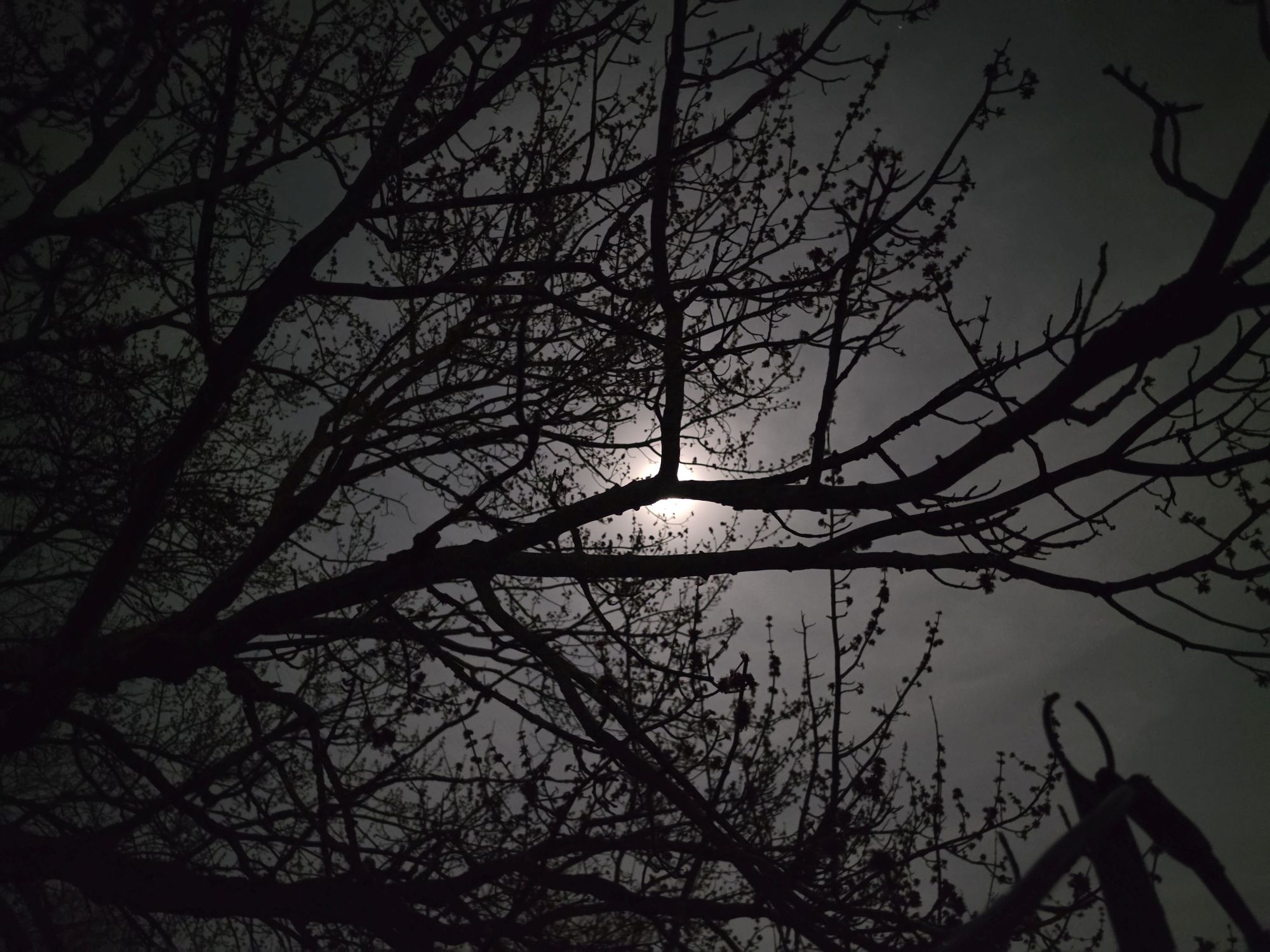 Samsung Galaxy S26 Ultra Standard Mode low light sample.