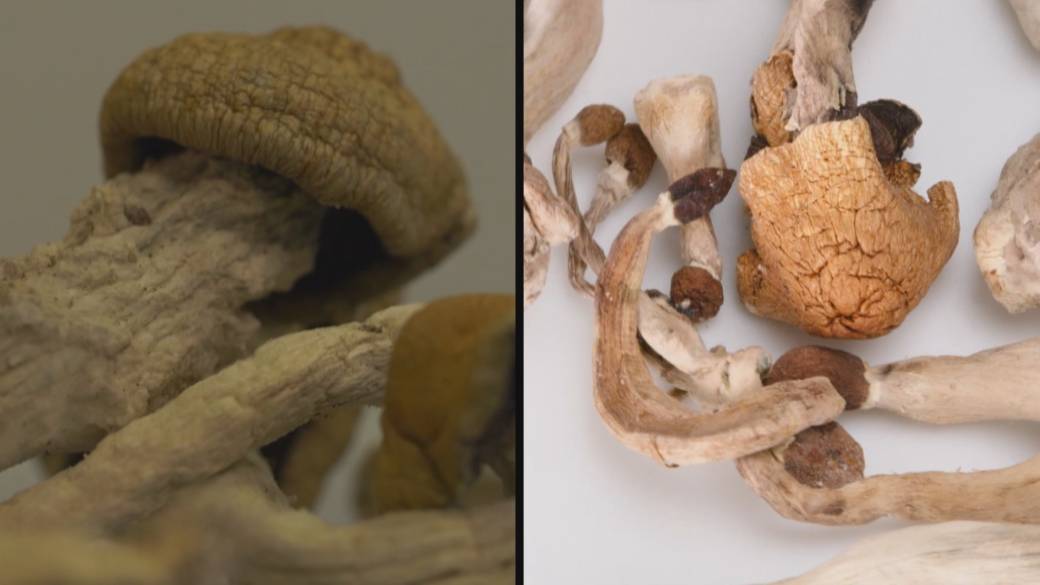 Click to play video: 'Health Matters: Psychedelic studies'