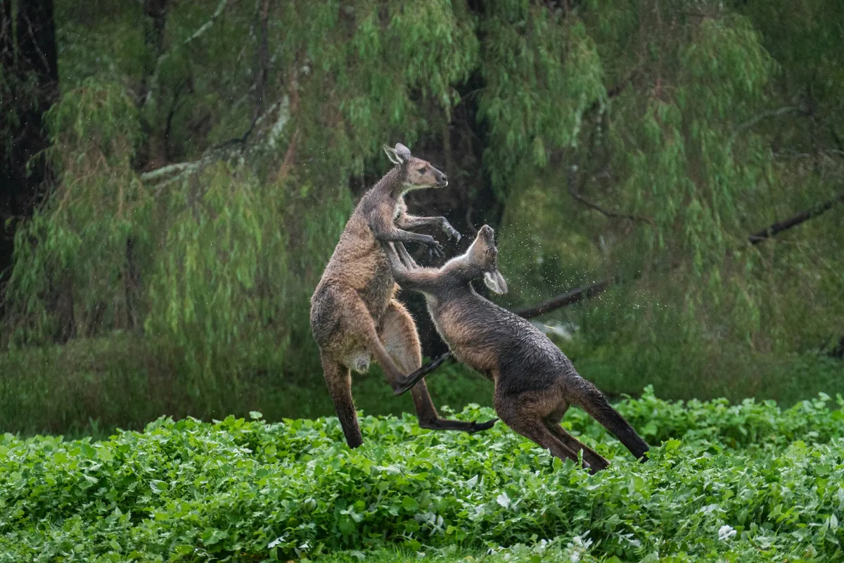Western grey kangaroo fight