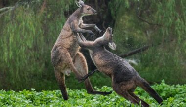 Western grey kangaroo fight