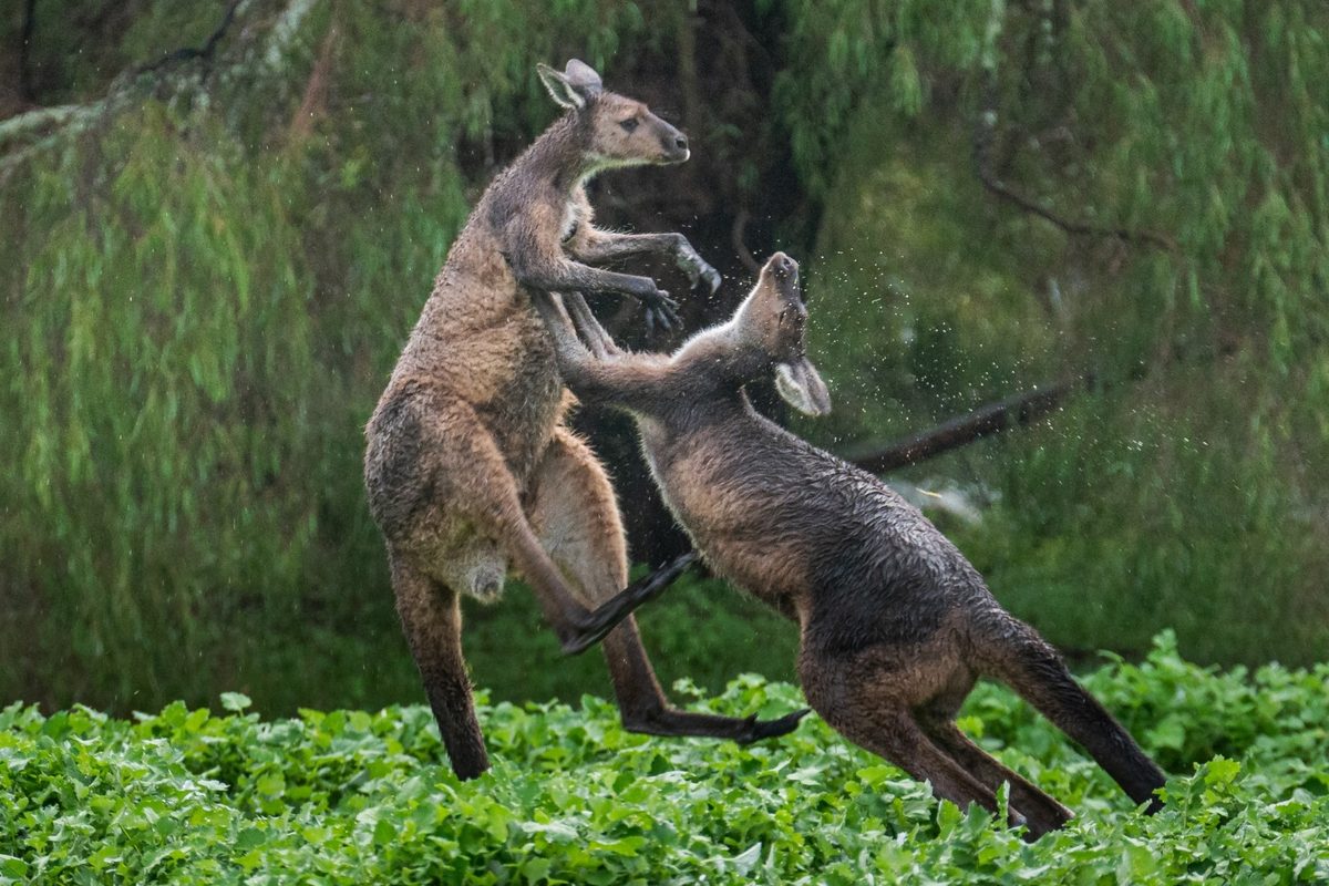Western grey kangaroo fight