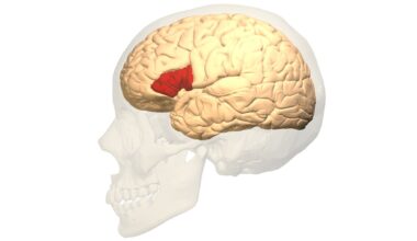 A transparent skull over a white background holds a tan brain with an area in the middle a deep red.