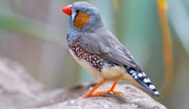 Songbird brains rebuild themselves - but at a surprising cost