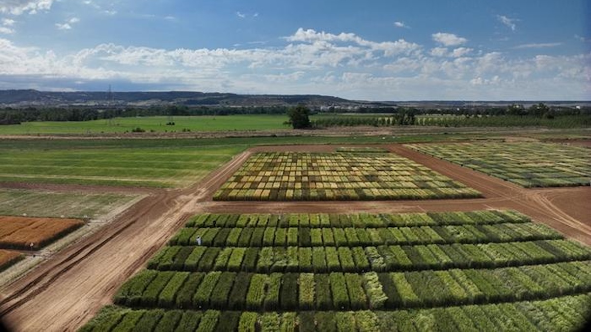 Artificial Intelligence And Drones To Select The Most Resilient Wheat – Eurasia Review