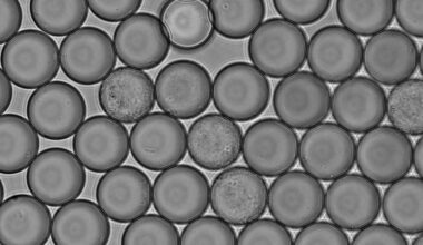 A Bacterium From Bumblebees Can Produce Vitamin B2 In Soya Drinks – Eurasia Review