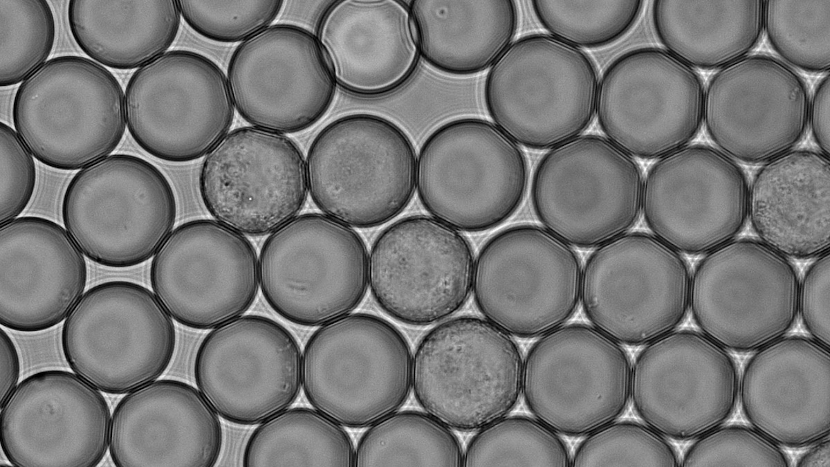 A Bacterium From Bumblebees Can Produce Vitamin B2 In Soya Drinks – Eurasia Review