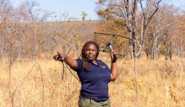 Moreangels Mbizah tracking lions in Chizarira National Park, Zimbabwe. Image courtesy of the Whitley Foundation.