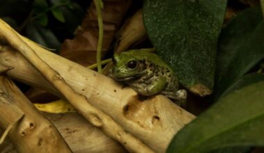 A Brand New Frog Species Has Been Found In The Amazon, With A Secret Hiding On Its Back (illustrative Image)