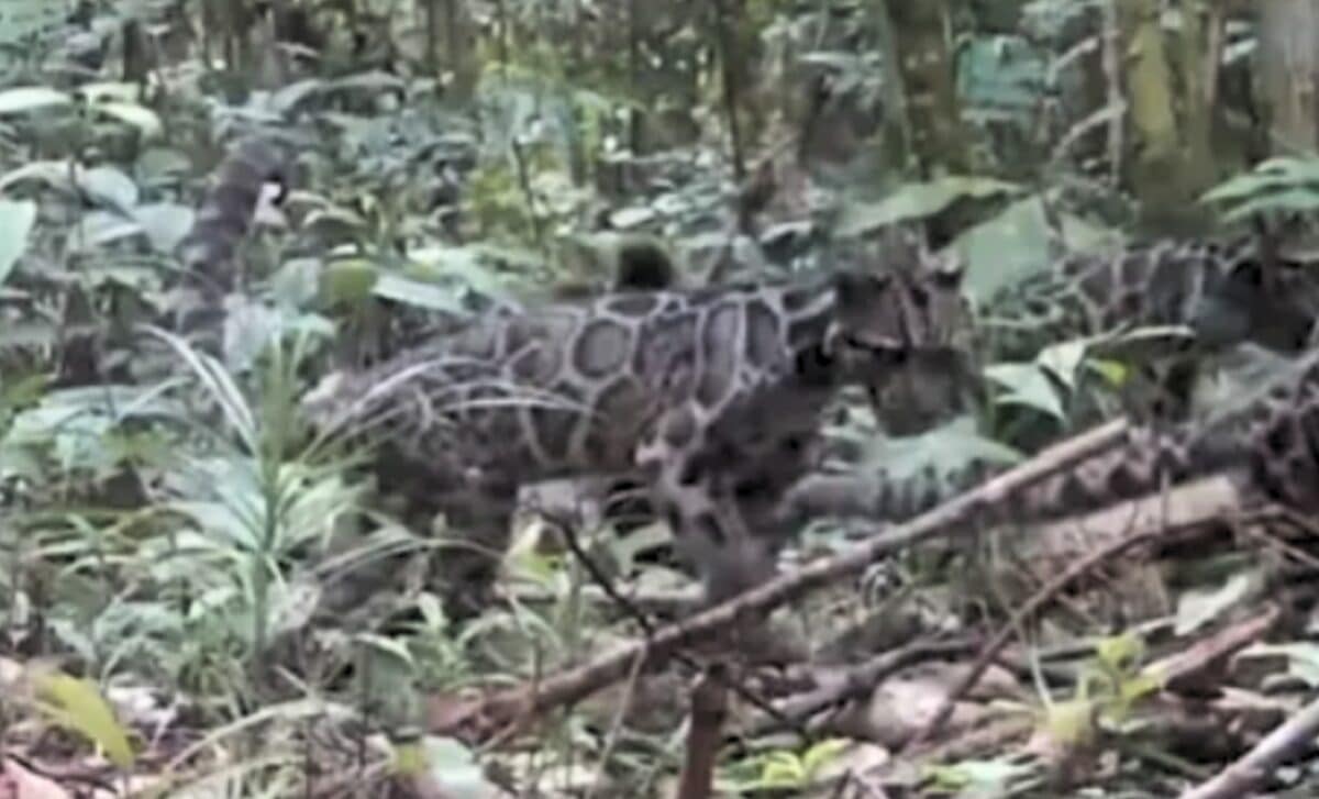 A Rare Wild Cat Delivered The Kind Of Sighting Scientists Wait Years For