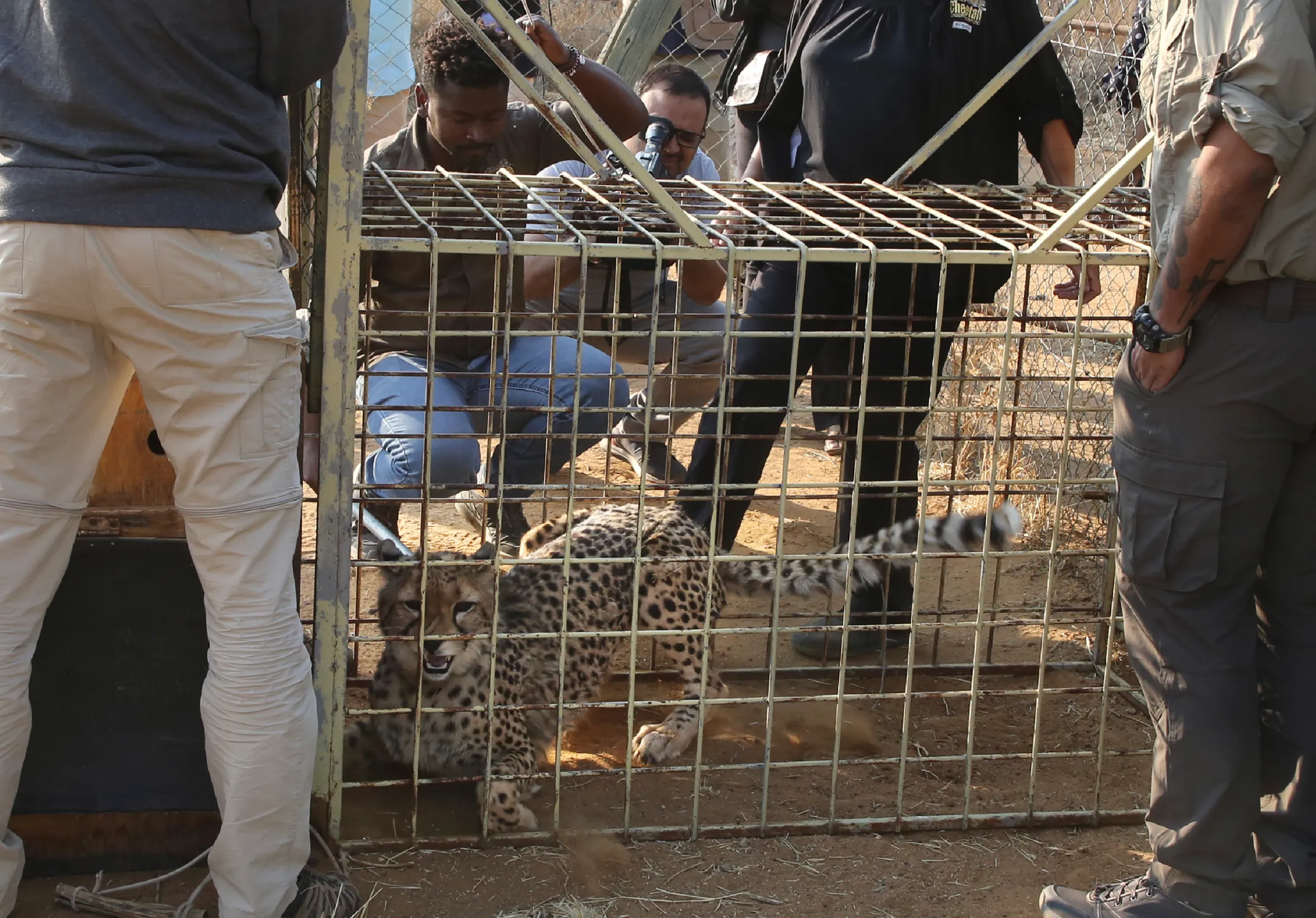 A cheetah lies in a transport cage surrounded by several people.