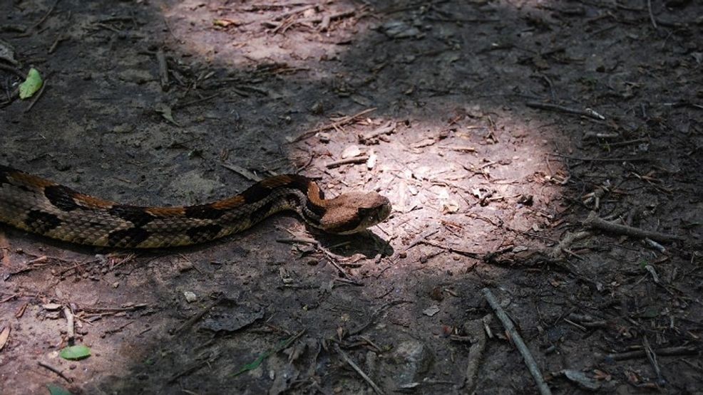 As spring temperatures rise in Tennessee, rattlesnakes are emerging from their dens, and wildlife officials are urging hikers and pet owners to take precautions. State wildlife agencies say the timber rattlesnake can be found across Tennessee. It is the largest and most dangerous of the four venomous snakes in the Volunteer State. (Courtesy TWRA / Scott Somershoe)