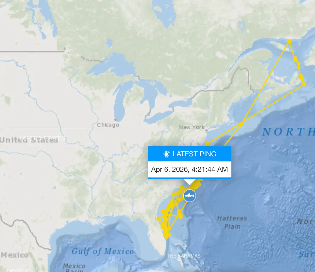 Contender has travelled thousands of miles. (OCEARCH)