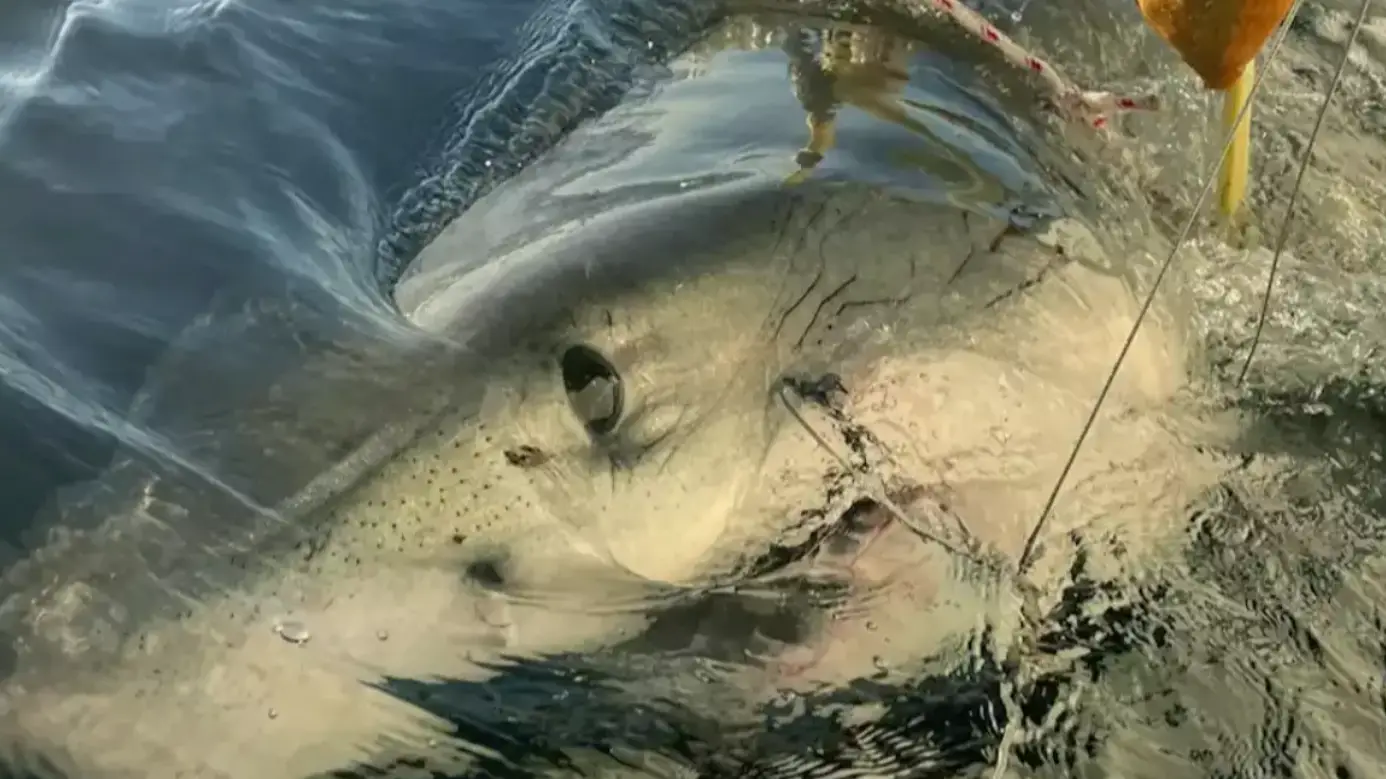 Contender is an absolute whopper.(OCEARCH)