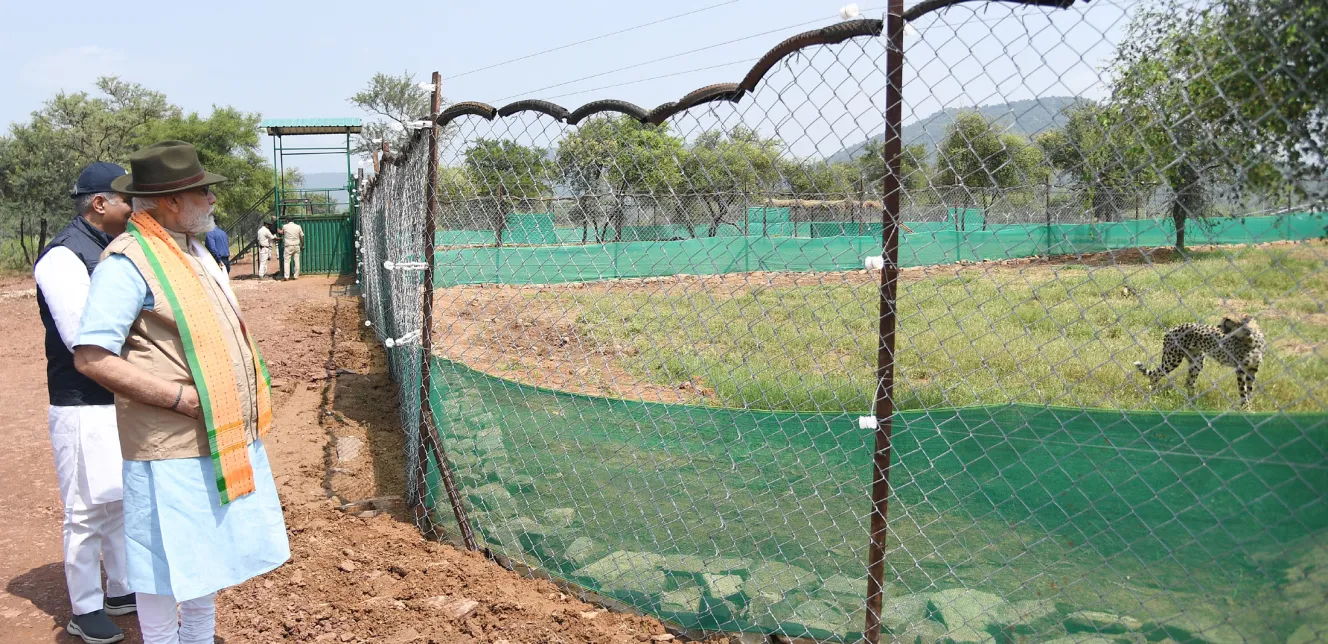 Indian Prime Minister Narendra Modi observes cheetahs in an enclosure.