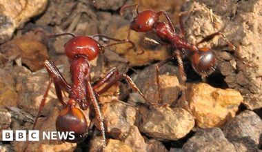 Kenya's queen ants worth $220 each fuel booming global wildlife black market - BBC