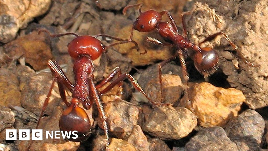 Kenya's queen ants worth $220 each fuel booming global wildlife black market - BBC
