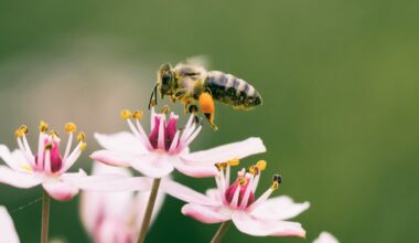 Bright idea shines hope on struggling pollinators
