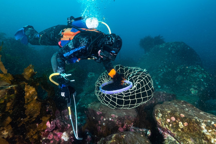 Diver harvesting sea urchins.