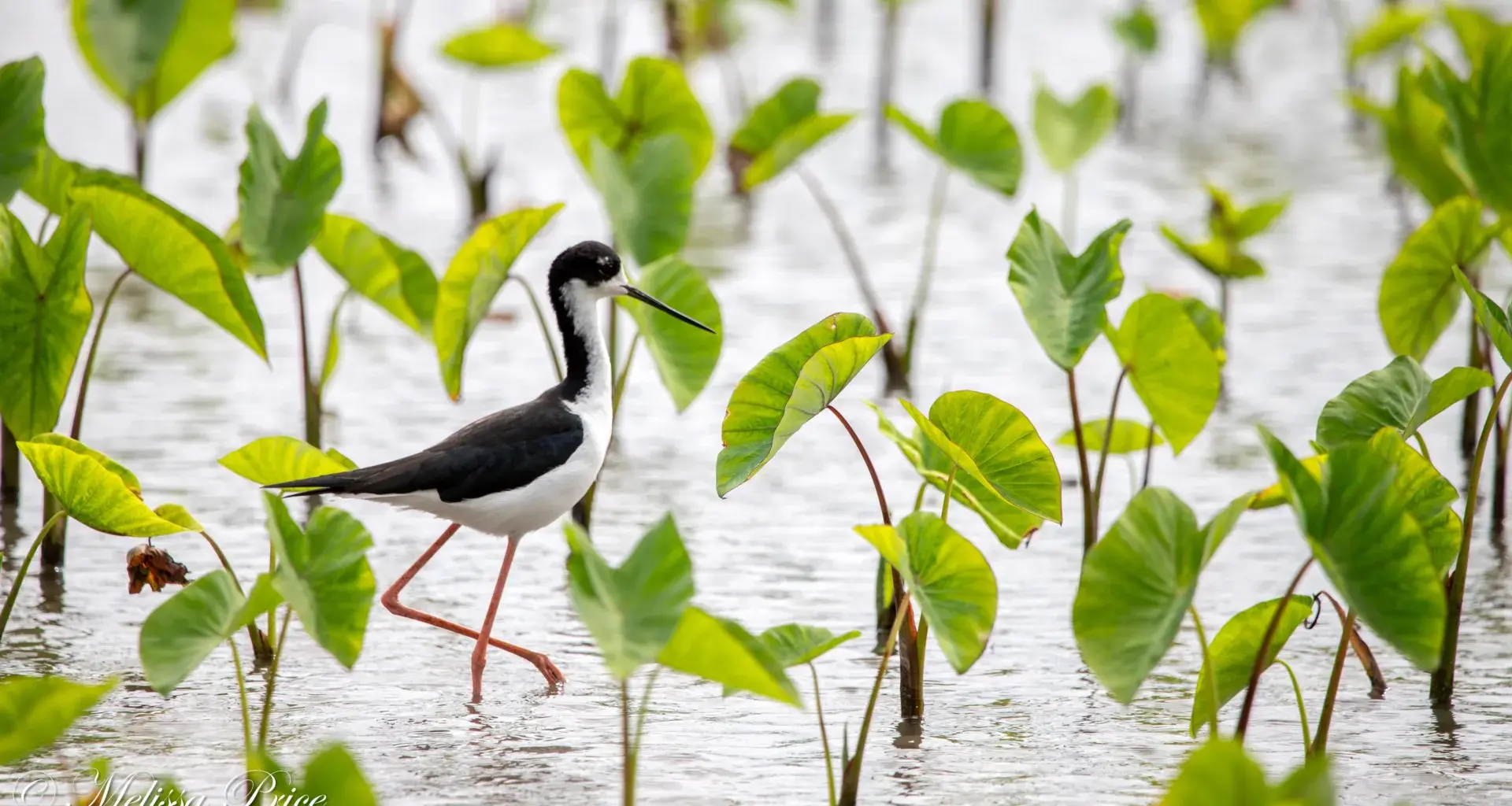 Scientists just debunked a 50-year myth about Hawaii’s birds