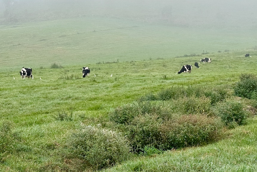 Black and white cows graze in the distance in a vast paddock with mist and a hill behind them.