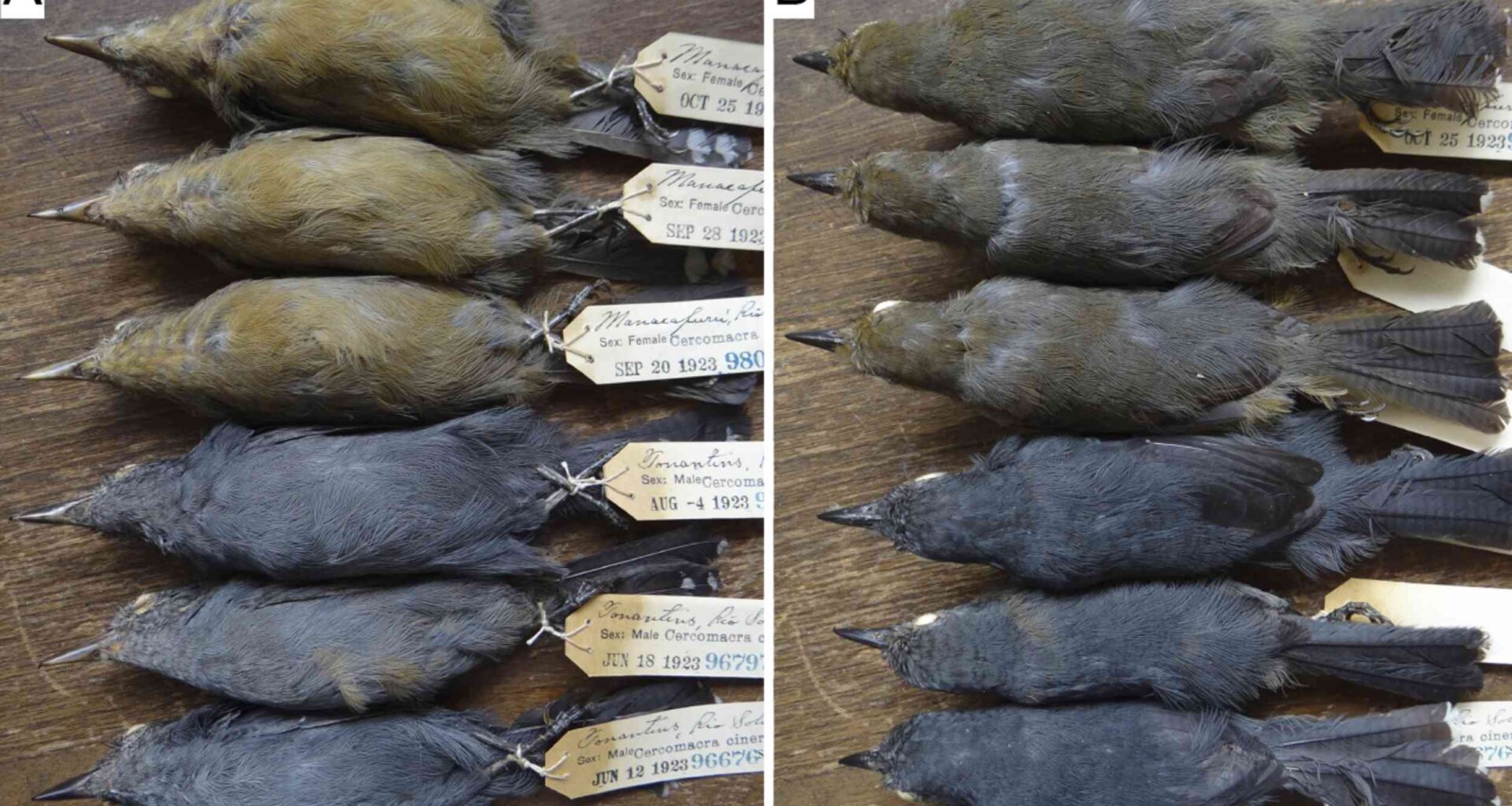 Scientists thought this bird was one species - it's actually five