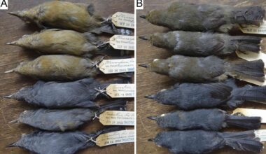 Scientists thought this bird was one species - it's actually five