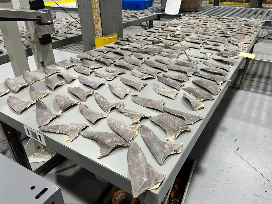 Silky shark pectoral fins seized in Cincinnati. (USFWS)