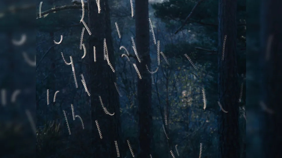 Long exposure shot of gnats – looking like dancing around – in a blue tinted forrest with subtle woodland textures .