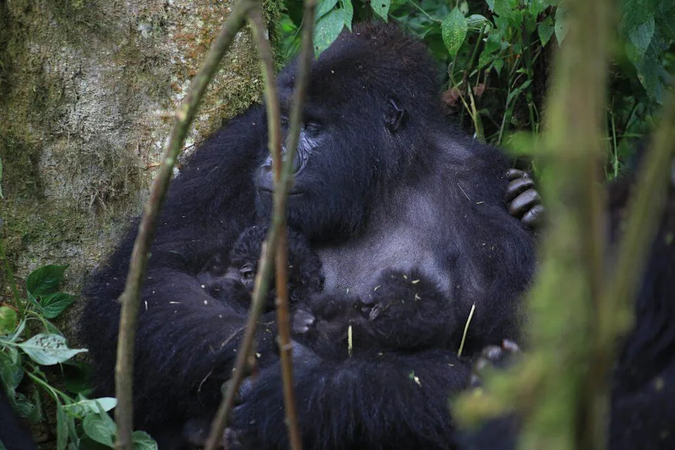 BarakaFamilyTwins2026