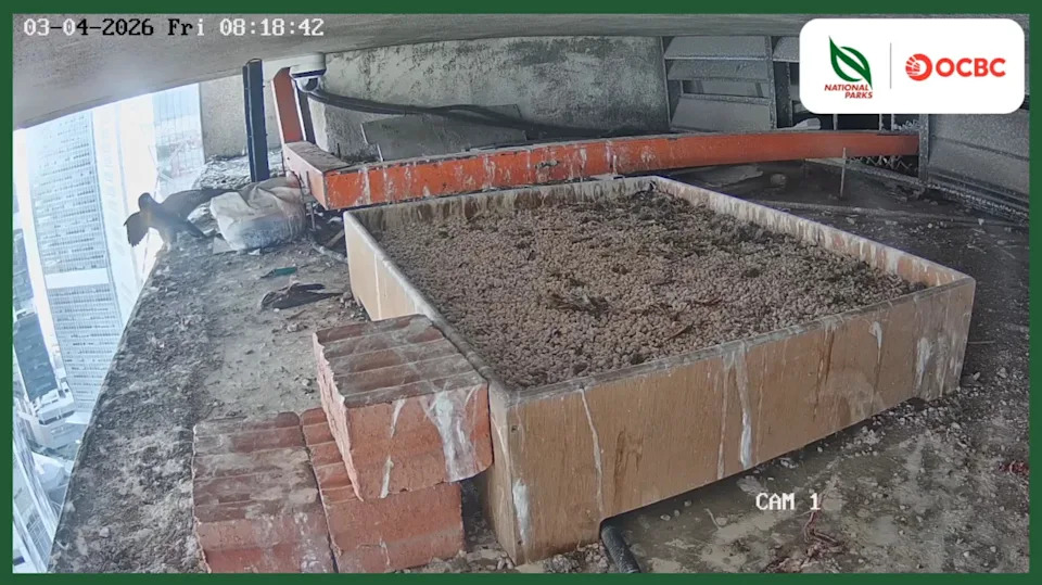 At about 8.19am on April 3, one of the falcon chicks can be seen flapping its wings, before briefly taking to the air and flying off-camera.