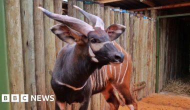 Kenya welcomes four critically endangered mountain bongos from Prague zoo - BBC