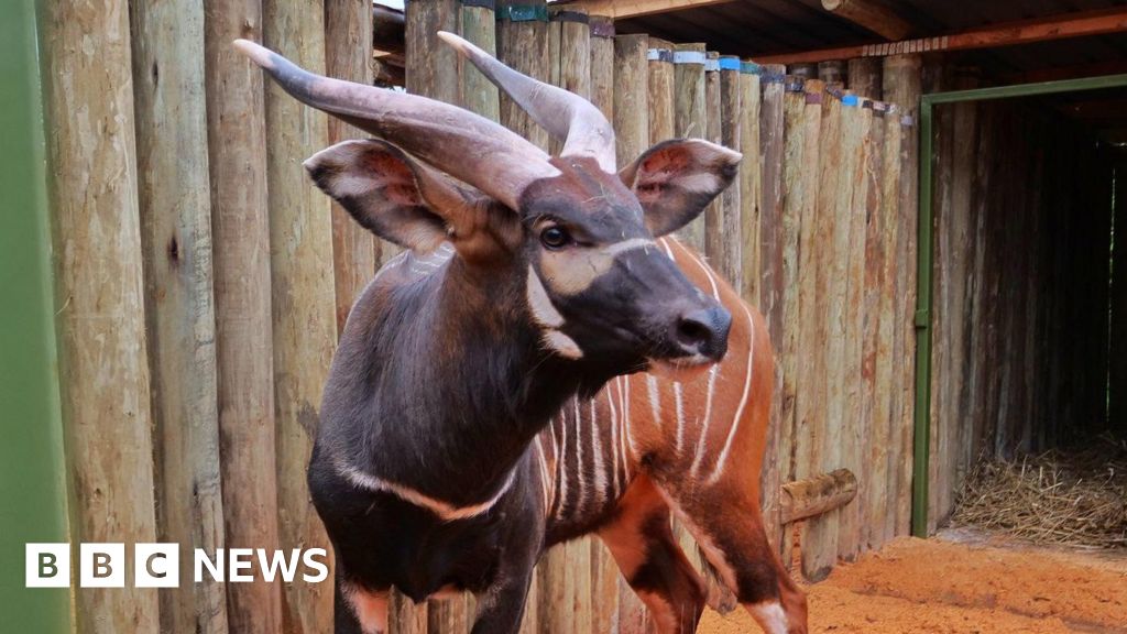 Kenya welcomes four critically endangered mountain bongos from Prague zoo - BBC