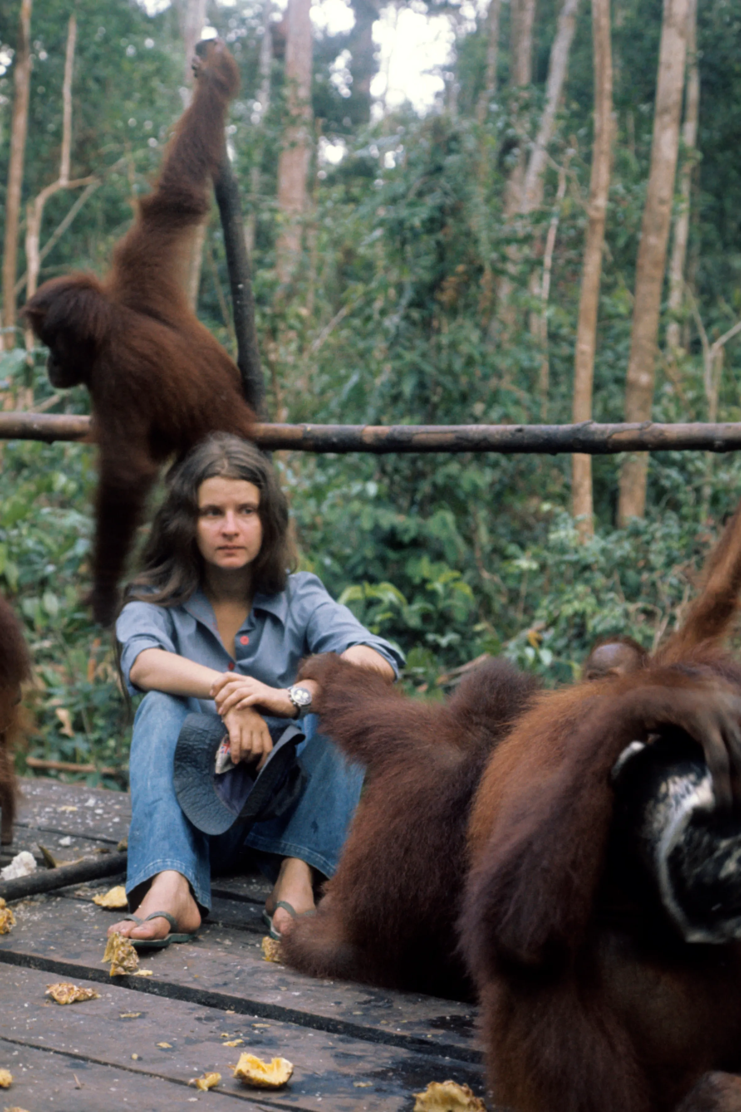 Birute Galdikas sitting on a wooden platform among orangutans in a forest.