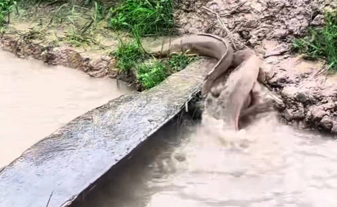 Cá trê 'trèo' lên bờ chơi sau trong mưa lớn