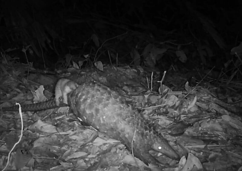 A black and white night-vision image of a pangolin lying on a forest floor covered in leaves, with its scales and tail visible and its eyes reflecting light.