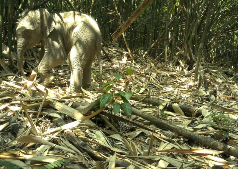 A young elephant walks through a dense bamboo forest, with dry bamboo leaves scattered on the ground and sunlight filtering through the tall bamboo stalks.