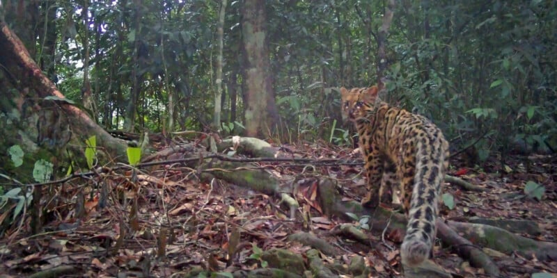 A wild spotted cat with a long, ringed tail stands on the forest floor, looking back toward the camera. Lush green trees and dense foliage surround the animal in the background.